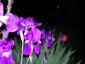 20070421T200213.jpg