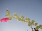 20080718T121114.jpg