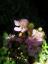 20080723T165733.jpg